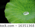 Lotus leaves 16351368