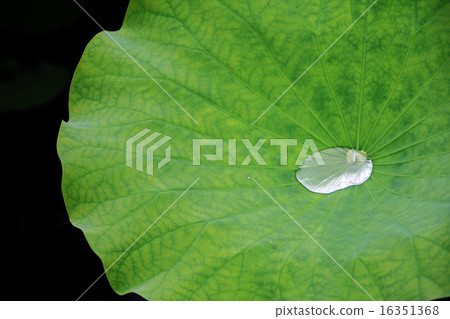 Lotus leaves 16351368