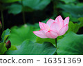 Oga lotus flower 16351369