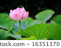 Oga lotus flower 16351370