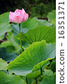 Oga lotus flower 16351371