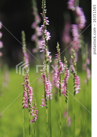 螺絲香蕉 螺絲香蕉 16351565