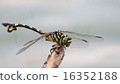 Cool dragonfly 16352188