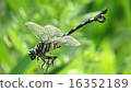 Cool dragonfly 16352189