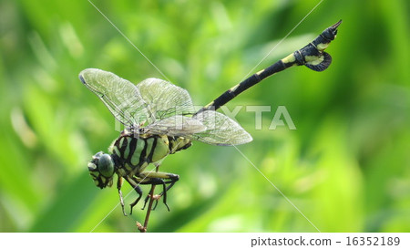 Cool dragonfly 16352189