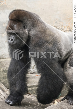 大猩猩 大猩猩 16352200