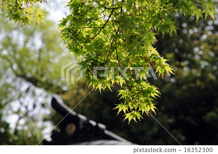 Ikeda Nagi Shrine的新鮮的綠色Momiji-2 16352300
