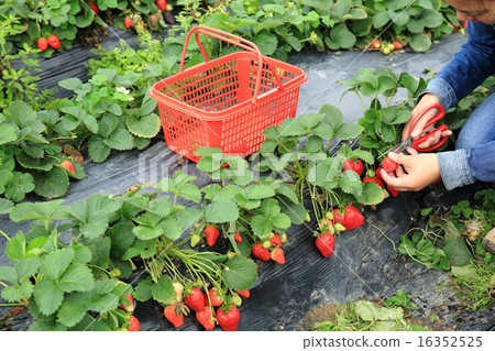 young asian woman picking strawberry in garden 16352525