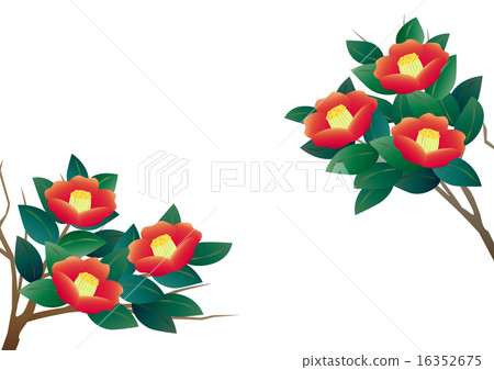 camellia. - Stock Illustration [16352675] - PIXTA