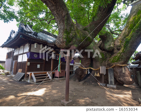 Kaoru Kaoru of Mishima Shrine 16353034