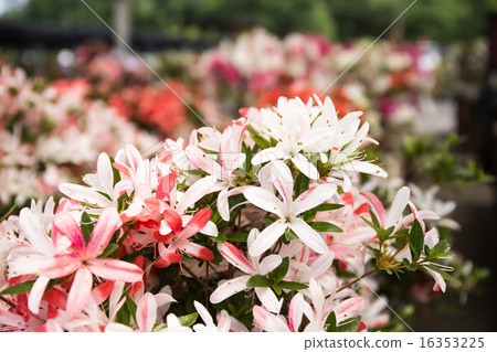 Satsuki flower 16353225