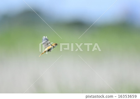 Scattering of Otocca 16353659