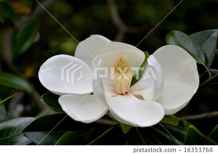 Thai sanbok 16353768