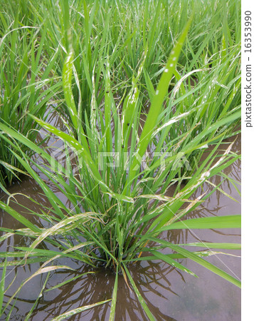 由Koshihikari引起的對水稻甲蟲（Rice Caterpillar hamsi）的損害1 16353990