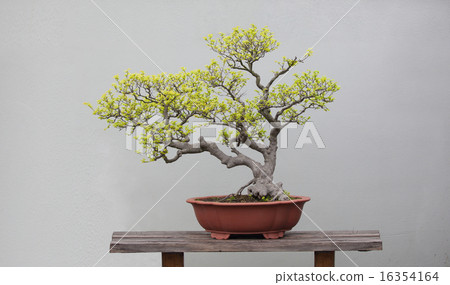 bonsai plants bonsai plants 16354164