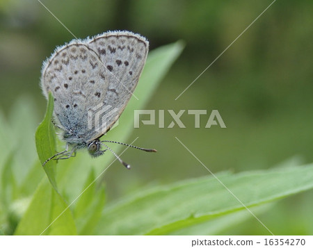 Yamato Shizimi 16354270