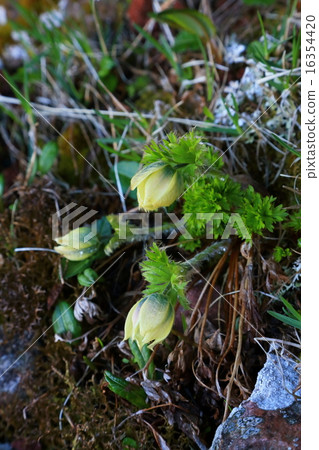 Yatsugatake·Yokodake山脊線的Tsugumogusa Yatsugatake·Yokodake山脊線的Tsugumogusa 16354420