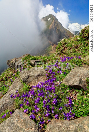 oyamano的花和雲沒有豌豆Yatsugatake-Akake oyamano的花和雲沒有豌豆Yatsugatake-Akake 16354421