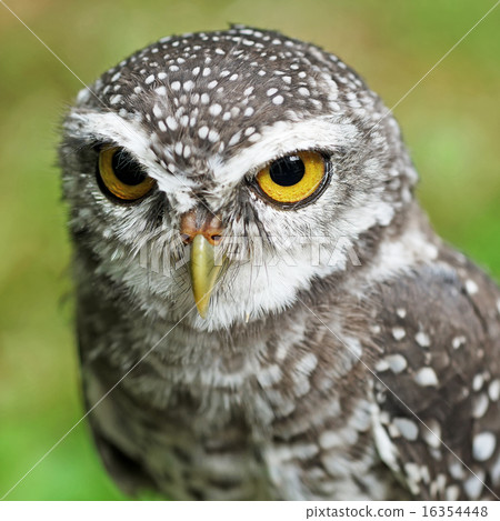 spotted owlet or athene brama bird spotted owlet or athene brama bird 16354448