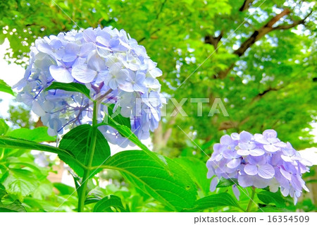 Hydrangea (2) 16354509