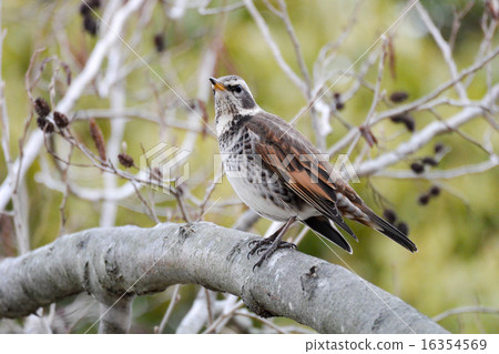 Small birds standing on twigs Small birds standing on twigs 16354569