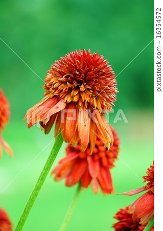 Echinacea Echinacea 16354572