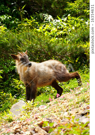 Japanese serow and Cumkusa Japanese serow and Cumkusa 16354631