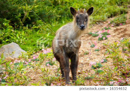 Japanese serow and Cumkusa 16354632