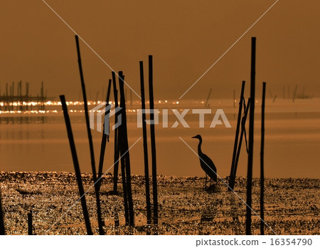 沼澤的早晨 16354790