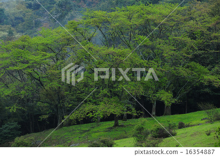 深綠色 深綠色 16354887