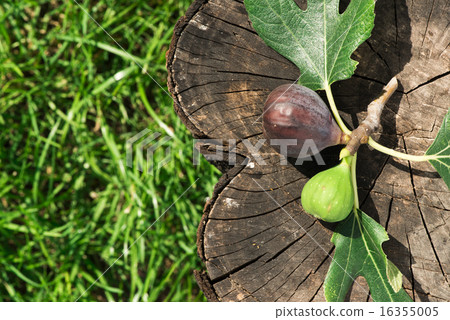 Figs on wood Figs on wood 16355005
