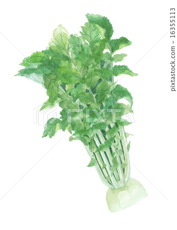 Radish leaf 16355113