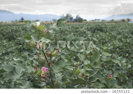 Blooming cotton 16355122