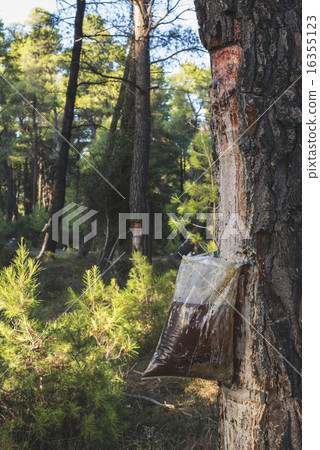Collect of resin on tree 16355123