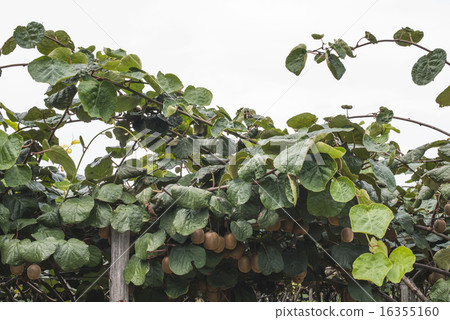 Kiwi plant 16355160