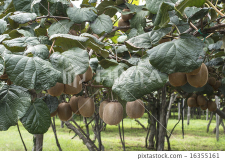 Kiwi plant 16355161