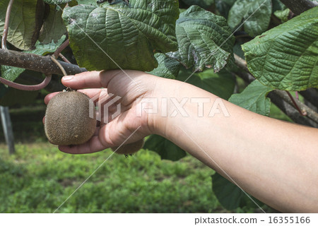 Kiwi plant Kiwi plant 16355166