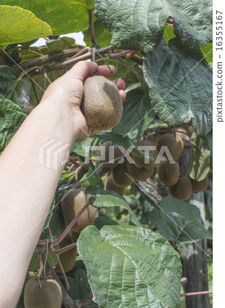 Kiwi plant 16355167