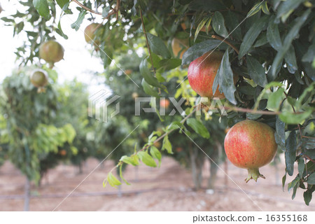 Pomegranate trees Pomegranate trees 16355168