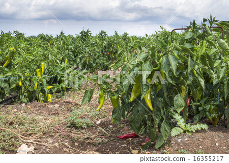 Plantations of peppers in the field Plantations of peppers in the field 16355217