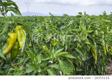 Plantations of peppers in the field 16355218