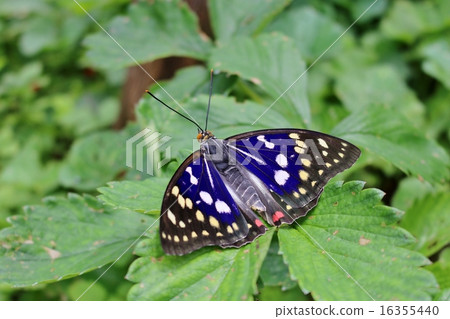 Charonda Charonda 16355440