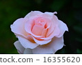Roses of Suma Rikyu Park 16355620