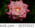 Roses of Suma Rikyu Park 16355622