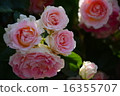Roses of Suma Rikyu Park 16355707