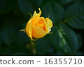 Roses of Suma Rikyu Park 16355710