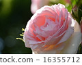 Roses of Suma Rikyu Park 16355712