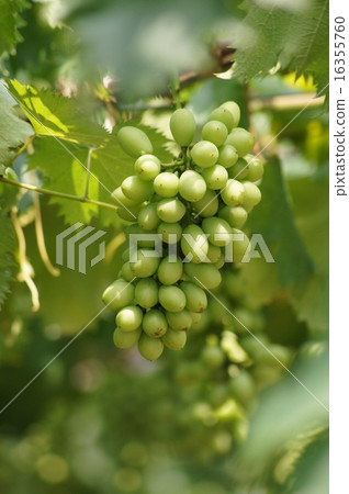 Grape Muscat Grape Muscat 16355760