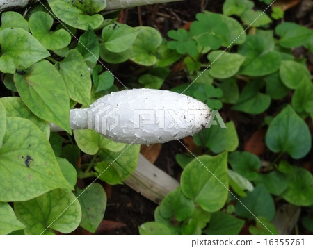 Sasakule Hitoyoshake edible mushrooms Sasakule Hitoyoshake edible mushrooms 16355761