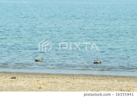 鴨子的海水浴 16355941
